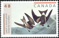 John James Audubon's Birds - Leach's Storm Petrel