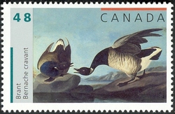 John James Audubon's Birds - Brant