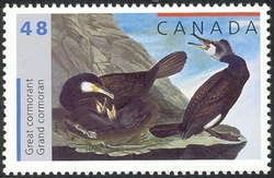 John James Audubon's Birds - Great Cormorant