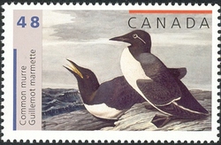 John James Audubon's Birds - Common Murre