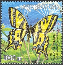 Butterflies - Papilio alexanor orientalis rom.