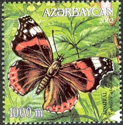 Butterflies - Vanessa atalanta