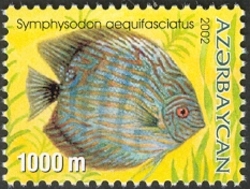 Aquarian Fishes - Symphysodon aequifasciatus