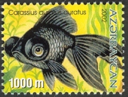 Aquarian Fishes - Carassius auratus
