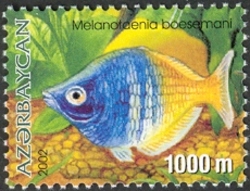 Aquarian Fishes - Melanotaenia boesemani