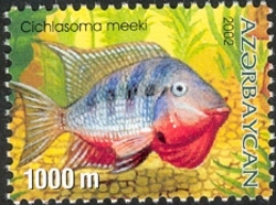 Aquarian Fishes - Cichlasoma meeki