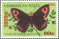 Butterflies - Surcharged - Pararge adrastoides
