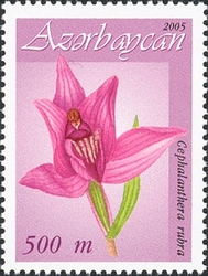 Azerbaijan orchids - Cephalanthera rubra