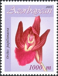 Azerbaijan orchids - Orchis papilionacea