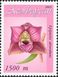 Azerbaijan orchids - Epipactis atrorubens