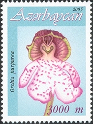 Azerbaijan orchids - Orchis purpurea