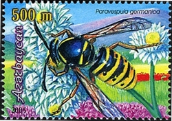 Bees - Paravespula germanica