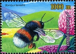 Bees - Bombus terrestris