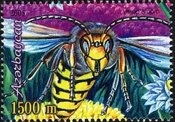 Bees - Vespa crabro