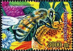 Bees - Apis mellifera causcasica