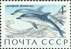 Short-beaked Common Dolphin (Delphinus delphis)