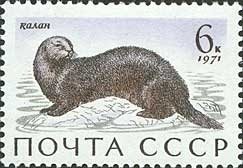 Sea Otter (Enhydra lutris)
