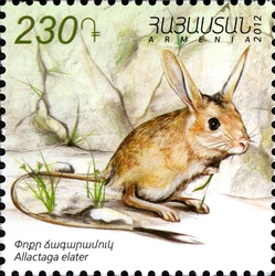 Flora and Fauna of Armenia - Small five-toed jerboa