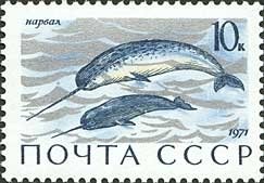 Narwhal (Monodon monoceros)