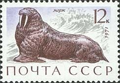 Walrus (Odobenus rosmarus)