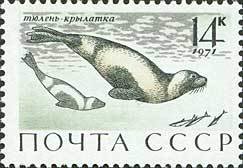 Ribbon Seal (Phoca fasciata)