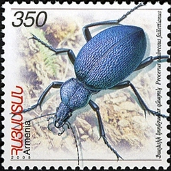 Flora and Fauna of Armenia - Falletti's ground beetle (Procerus scabrosus falettianus)