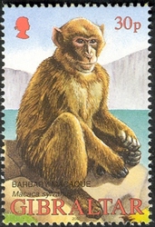 Wildlife of Gibraltar - Barbary Macaque