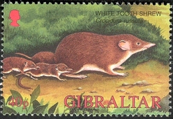Wildlife of Gibraltar - White Tooth Shrew
