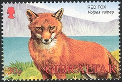 Wildlife of Gibraltar - Red Fox