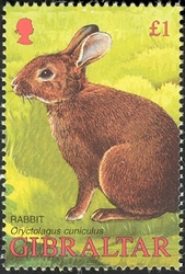 Wildlife of Gibraltar - Rabbit