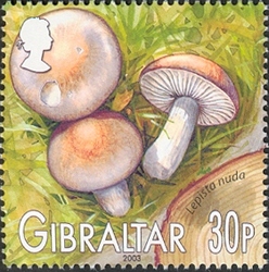 Mushrooms of Gibraltar - Lepista nuda