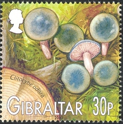 Mushrooms of Gibraltar - Clitocybe odora