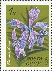 Vanda orchid