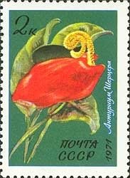 Anthurium scherzerianum