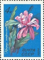 Stamp, Cactus epiphyllum, Soviet Union, USSR,  , Cacti