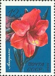 Amaryllis
