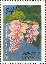 Tropical Flowers.