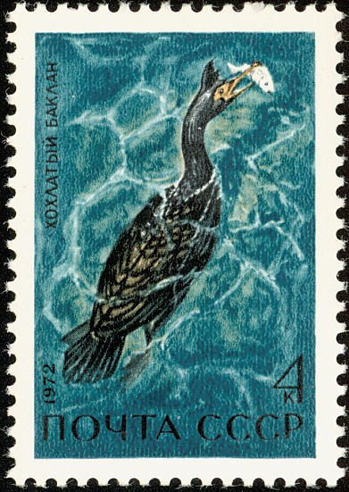 European Shag (Phalacrocorax aristotelis)