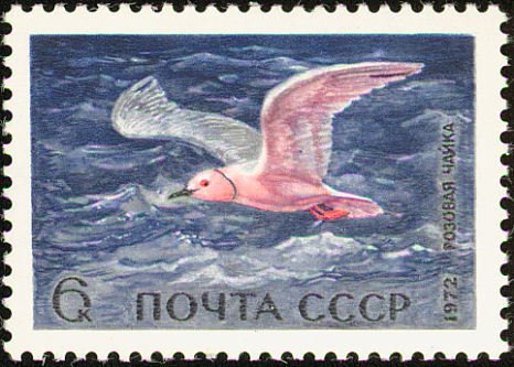 Ross's Gull (Rhodostethia rosea)