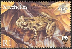 Seychelles Frog (Sooglossus seychellensis)