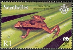Palm Frog (Sooglossus pipilodryas)