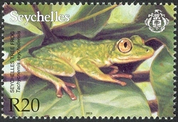 Seychelles Tree Frog (Tachyenemis seychellensis)