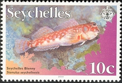 Seychelles Blenny