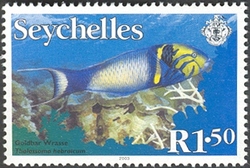Goldbar Wrasse