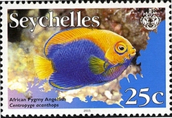 Fish Definitives II - African Pygmy Angelfish