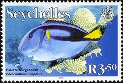 Fish Definitives II - Palette Surgeonfish