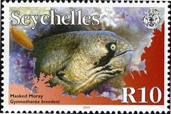 Fish Definitives II - Masked Moray
