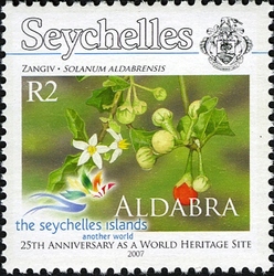 25th Aniversary of Aldabra - Solanum aldabrensis
