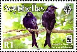 WWF - Aldabra Drongo