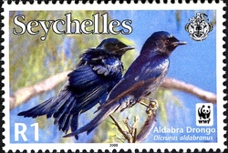 WWF - Aldabra Drongo